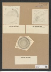 Aulacodiscus huttonii Gr. et St. (de-Toni-Nr.: Genus 182, Species 4549) Zeichnungen Sammlung Grunow Nr. 8152 (NHMW-BOT-W0377516)